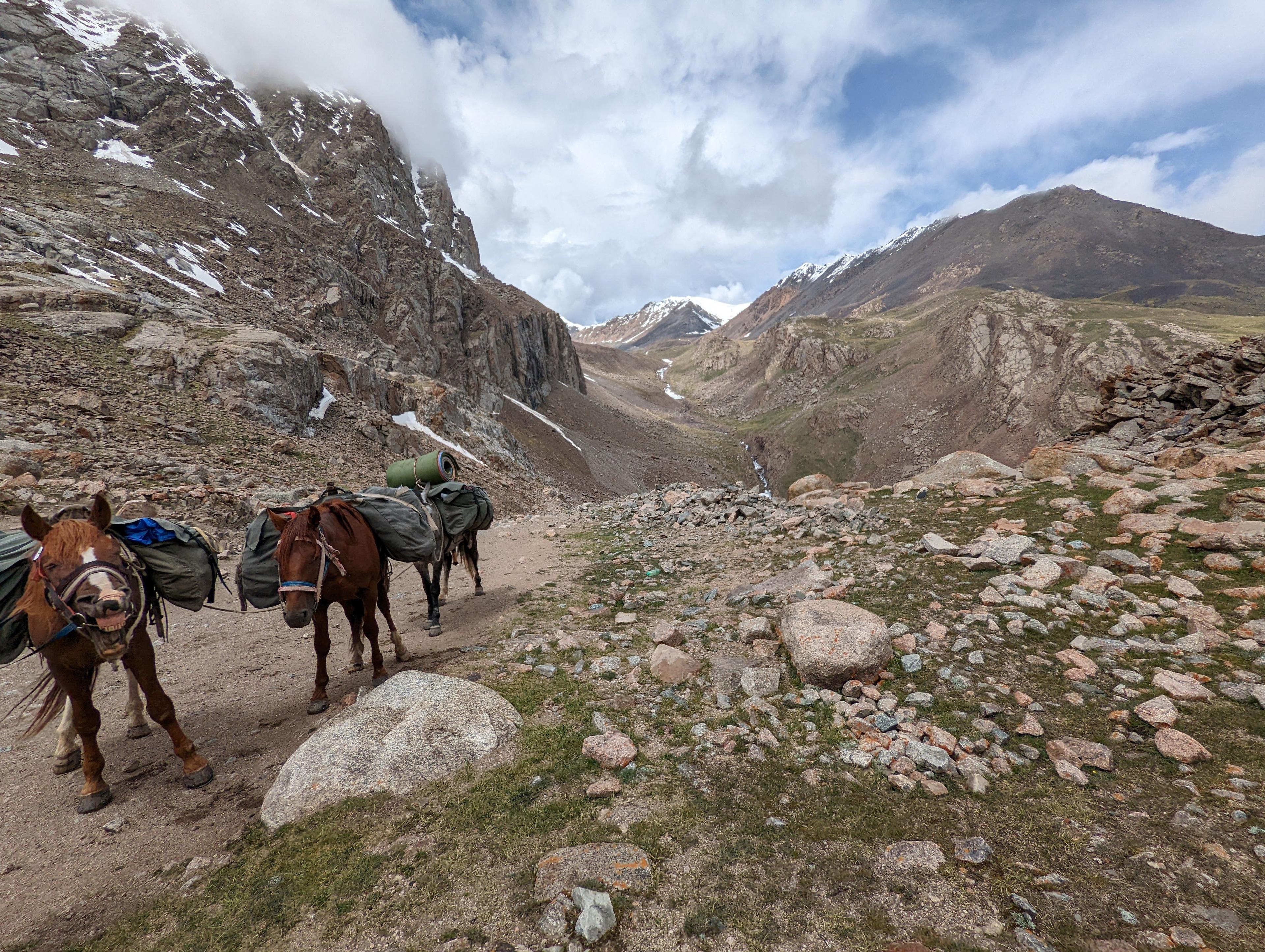 Horses porters just arrived at the Juku pass one of the main pass of the Silk Road 