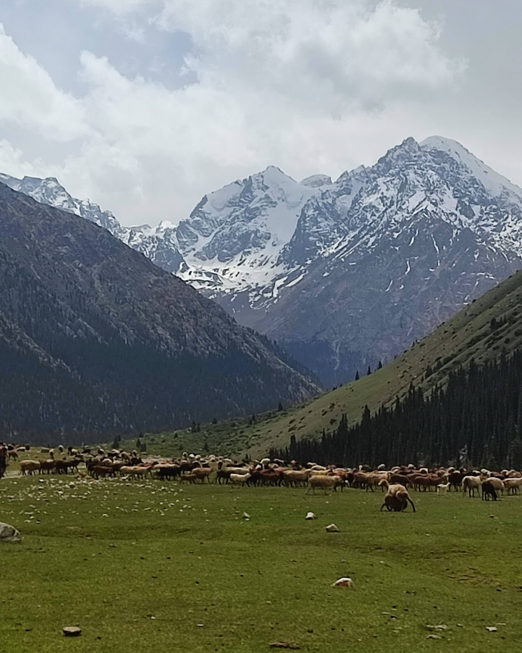 Introducing Peak Ittish, an awe-inspiring mountain peak that stands proudly at an altitude of 4808 meters in the breathtaking Kyrgyz landscape. Translating to "head of dog" in the local language, this snowy summit offers an unforgettable mountaineering experience like no other.