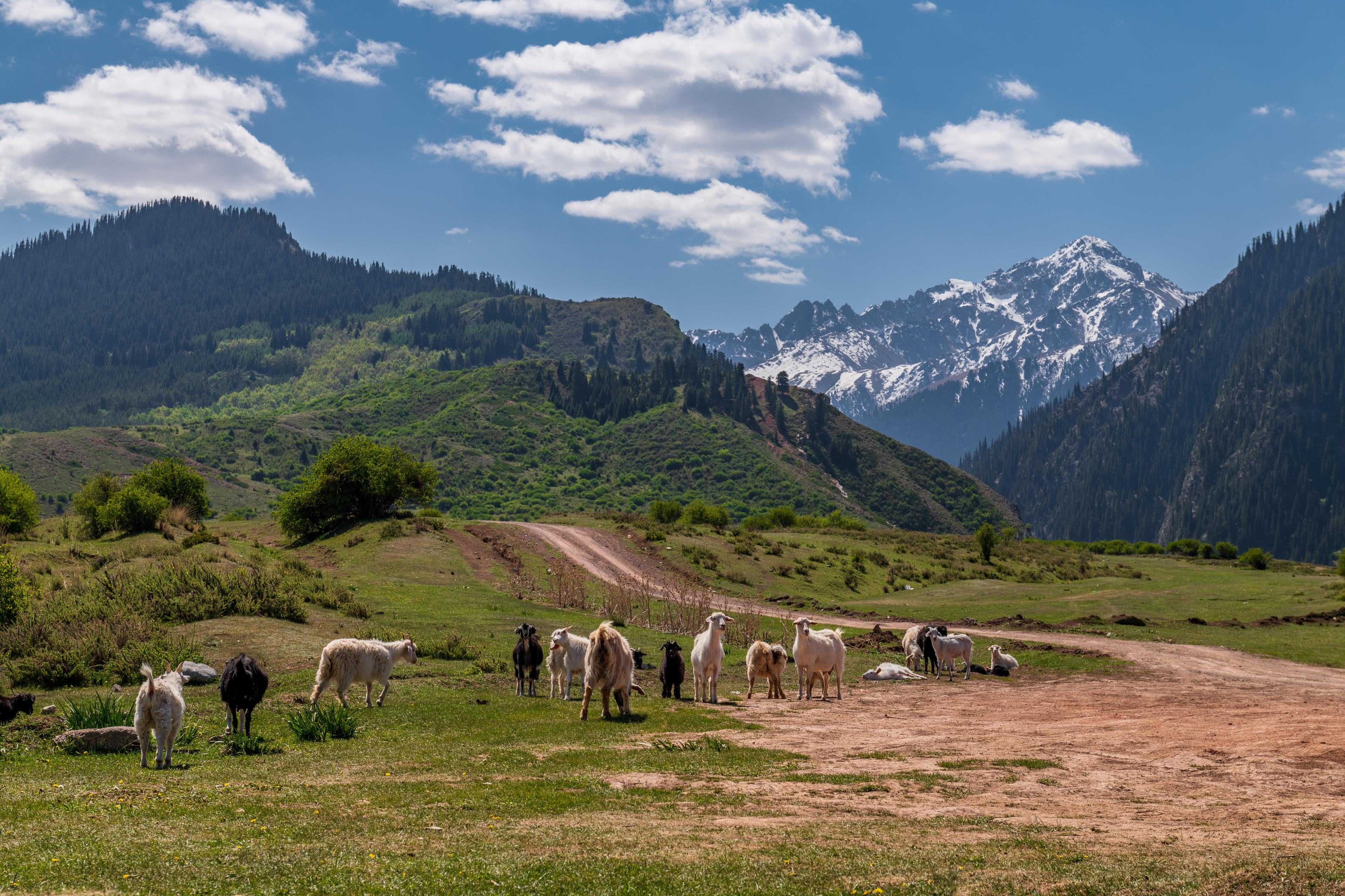 Green nature and fir tree forest of the Jeti Oguz valley with horses and snowy peaks