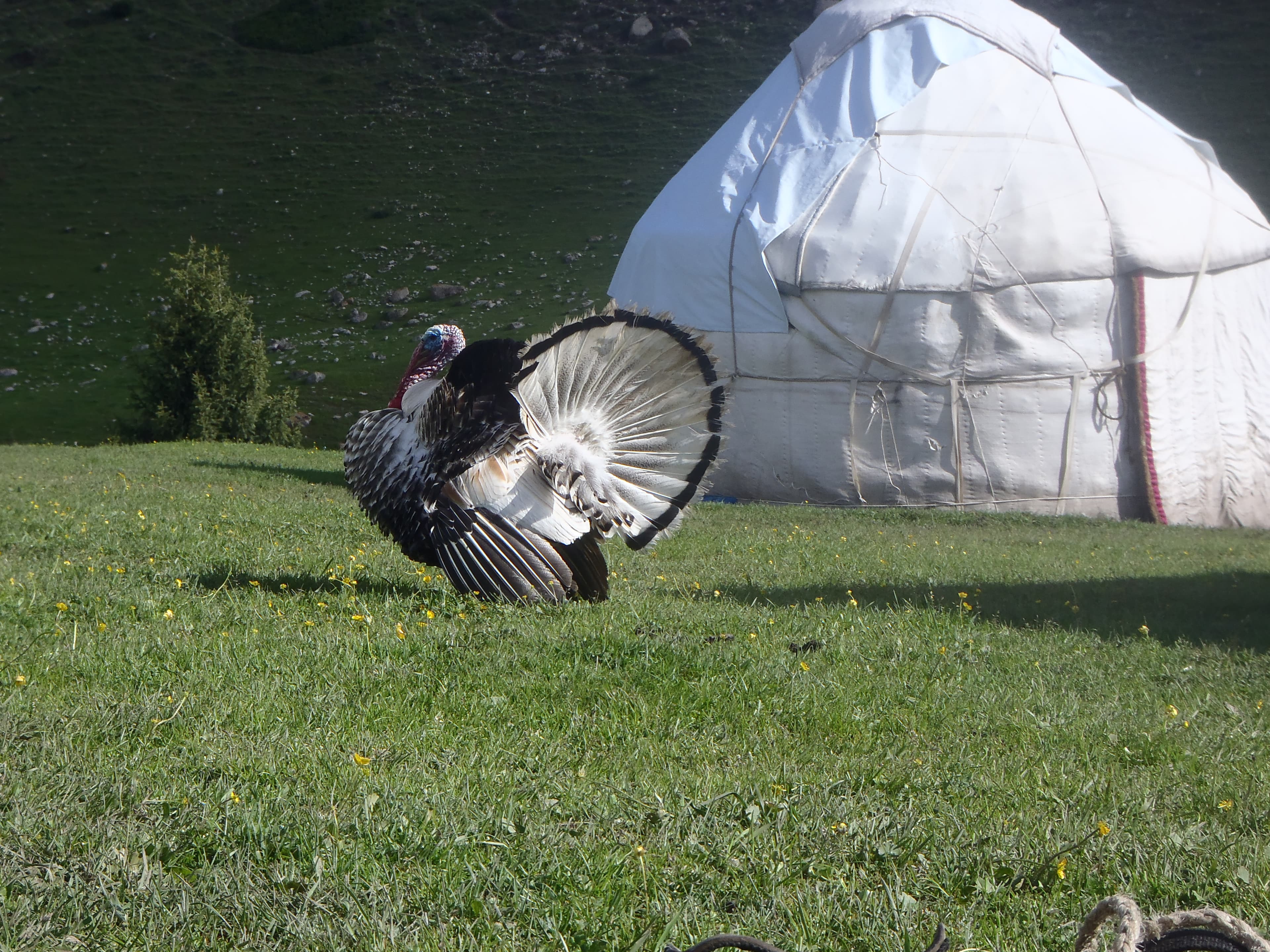 Turkey near a white yurt on the green meadows of Jeti Oguz valley