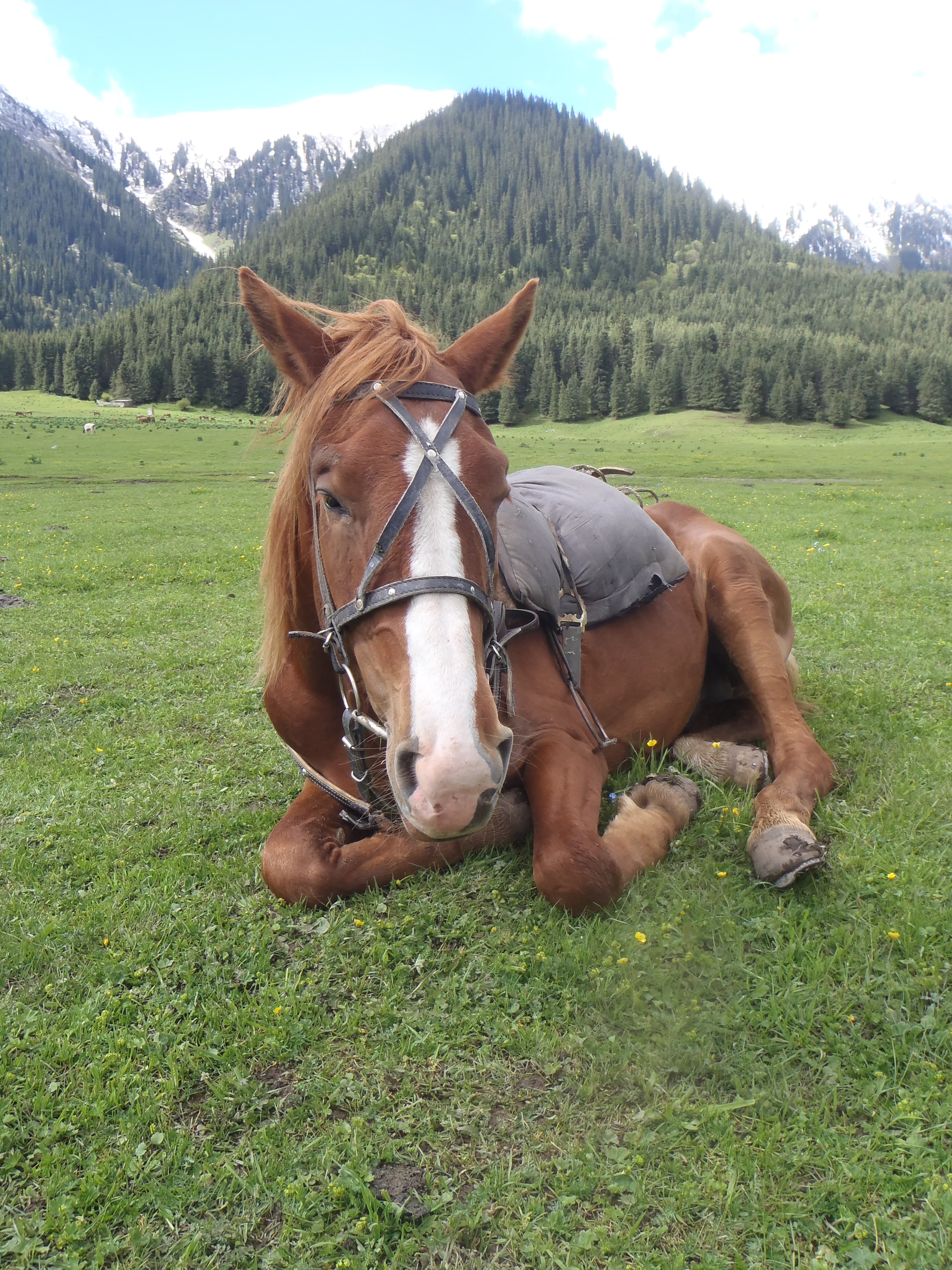 Horse lying on the grass, on the foot of fir-tree forest and snowy peaks