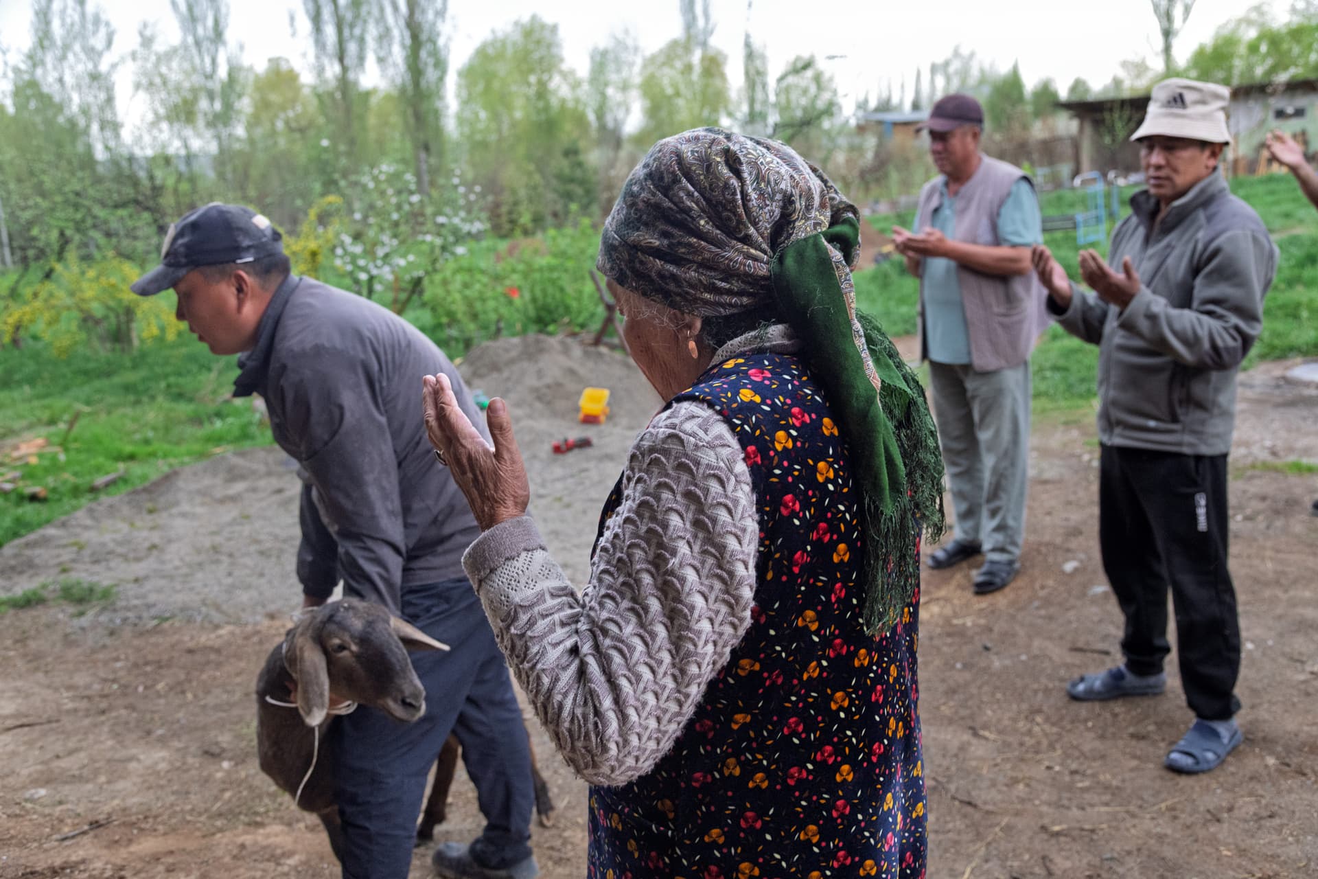 Sacrifice of a sheep by a local family in Svetlana Polyana