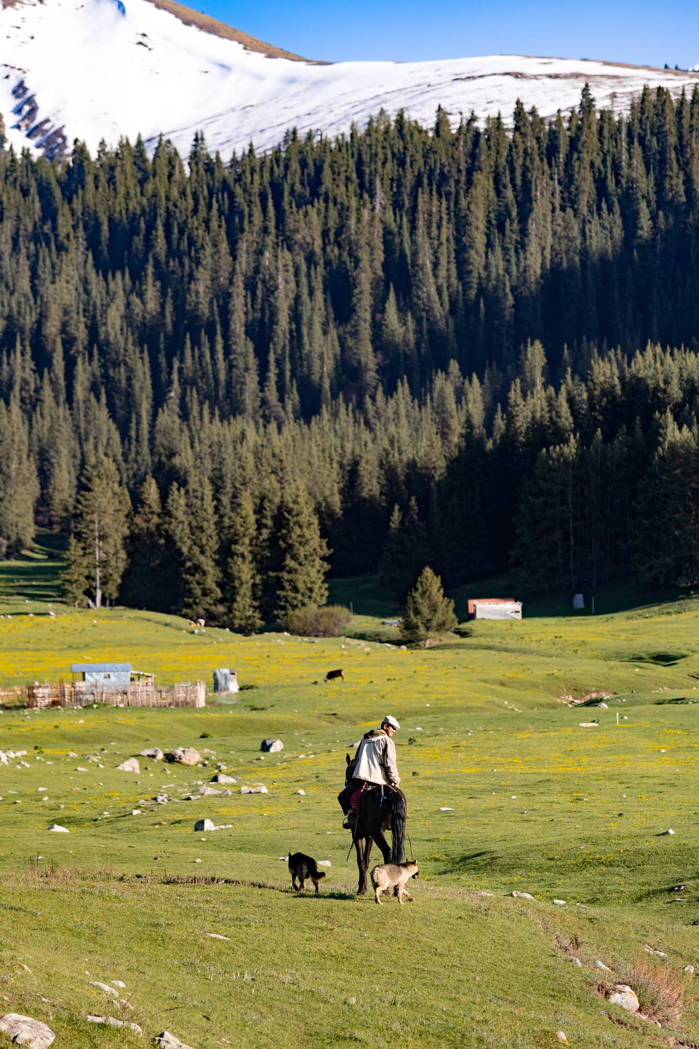 Shepherd at Siutuu Bulak