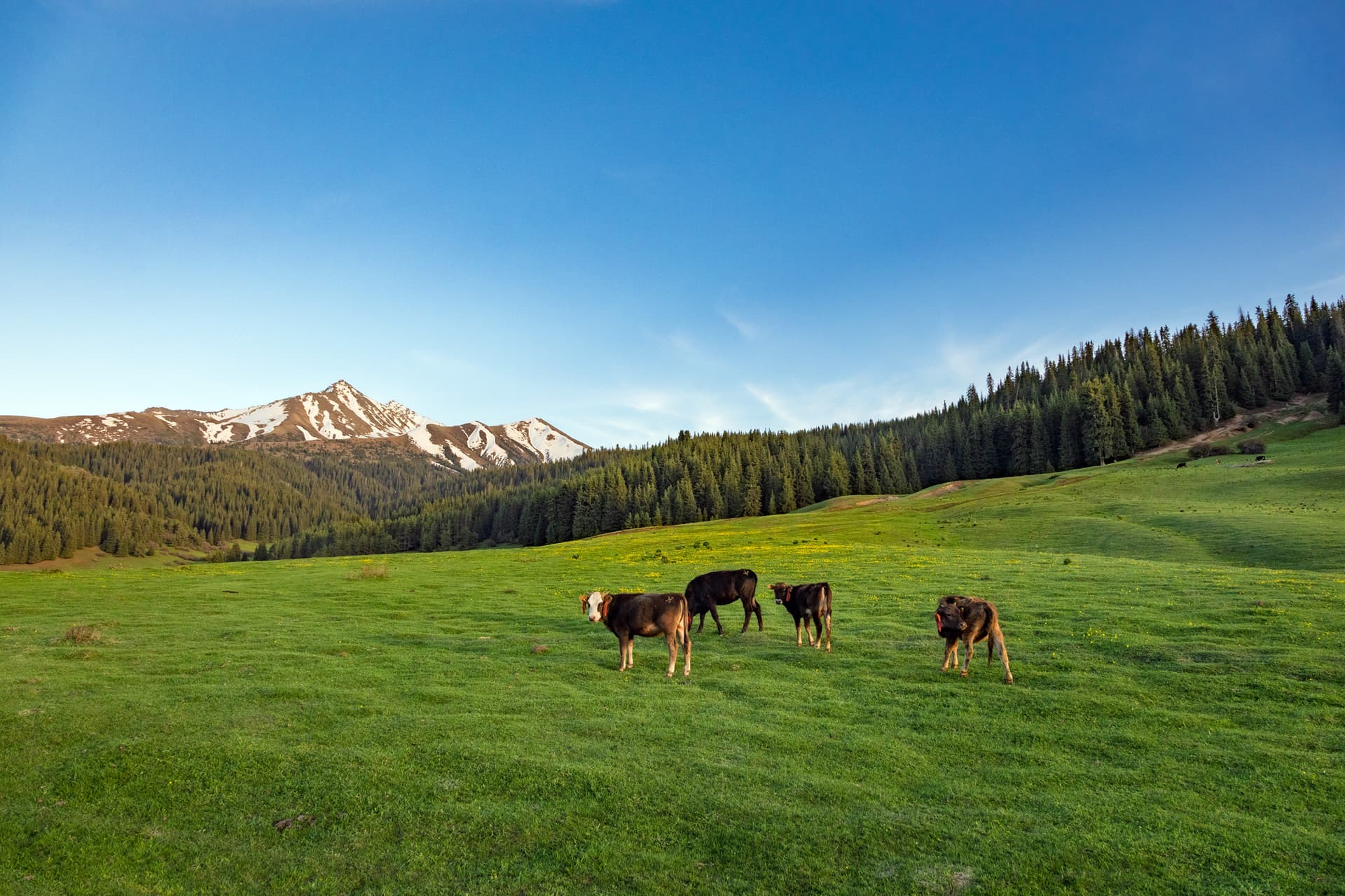 Cows grazing at Siutuu Bulak jailoo