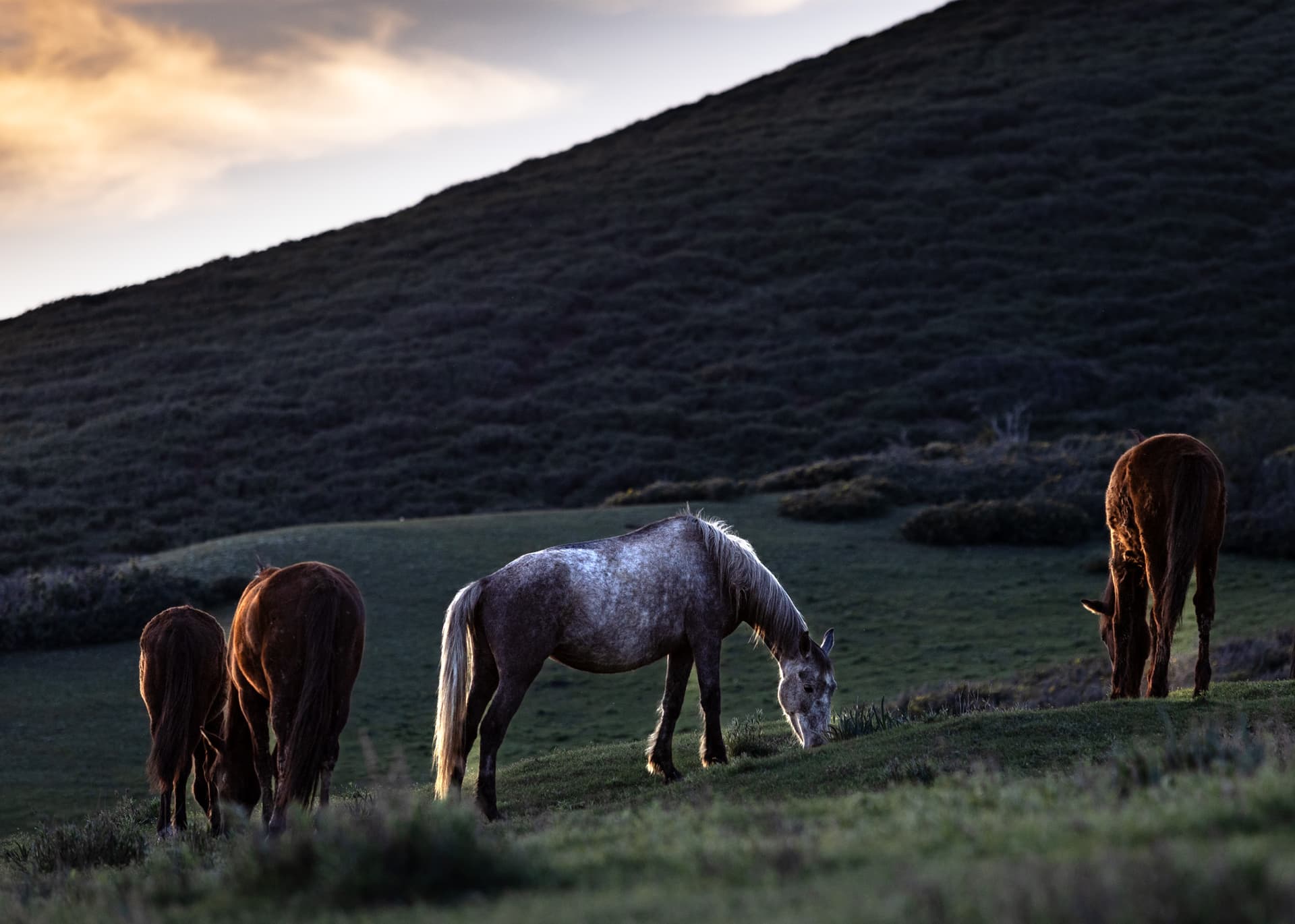 Horses at sunset